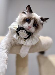 ACE - Ragdoll Kitten For Sale - Queens, NY, US ACE - Ragdoll Kitten For Sale - Queens, NY, US