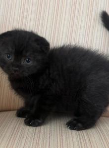 Scottish Fold Black Male Kitten - Scottish Fold Kitten For Sale - Orlando&comma; FL&comma; US