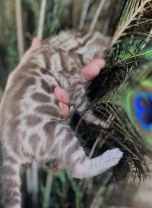 Charcoal Sepia - Bengal Kitten For Sale - Hermann&comma; MO&comma; US