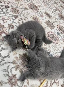 Philly - British Shorthair Kitten For Sale - Phila&comma; PA&comma; US