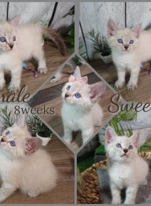 Female Ragdoll Siberian - Ragdoll Kitten For Sale - Eagan, MN, US Female Ragdoll Siberian - Ragdoll Kitten For Sale - Eagan, MN, US