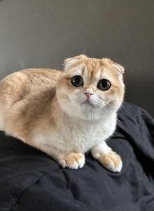 Peachy Peach - Scottish Fold Kitten For Sale - Henderson&comma; NV&comma; US