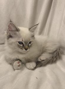 Lily - Munchkin Kitten For Sale - WA&comma; US