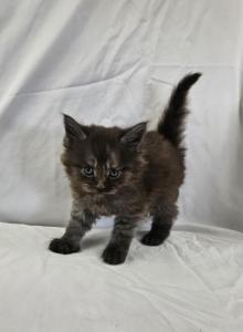 Liam - Maine Coon Kitten For Sale - Hayden&comma; ID&comma; US
