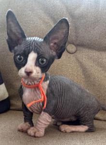 Independence baby - Bambino Kitten For Sale - Martinez&comma; GA&comma; US