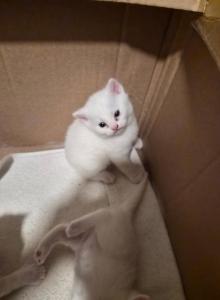 You decide - British Shorthair Kitten For Adoption - Roseville&comma; CA&comma; US