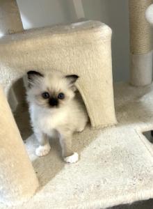 Female Seal Mitted Ragdoll Kitten - Ragdoll Kitten For Sale - Ocala&comma; FL&comma; US