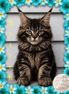The Lilo and Stitch Litter - Maine Coon Kitten For Sale - Kent&comma; WA&comma; US
