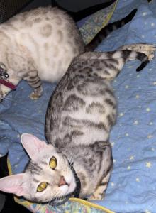 Storm and Chip litter - Bengal Kitten For Sale - Tallahassee&comma; FL&comma; US
