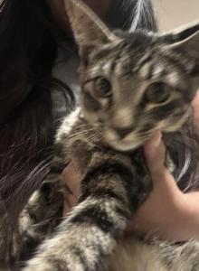 Charlie - American Shorthair Kitten For Adoption - Dallas&comma; TX&comma; US