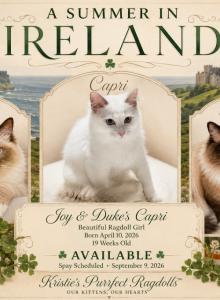 Capri Lilac Collection - Ragdoll Kitten For Sale - Mount Joy&comma; PA&comma; US