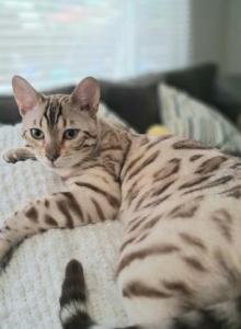 Mellow - Bengal Cat For Sale - Modesto&comma; CA&comma; US