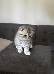 Smokey - Scottish Fold Kitten For Sale - Spartanburg&comma; SC&comma; US