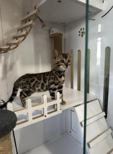 Lucie - Bengal Kitten For Sale - Macon&comma; MO&comma; US