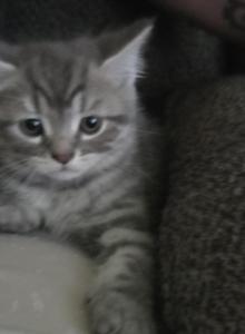 Blue himalayan kitten - Himalayan Kitten For Sale - Canton&comma; OH&comma; US