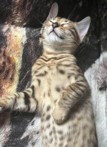 Bengal kittens - Bengal Kitten For Sale - Haverstraw&comma; NY&comma; US