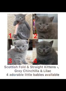 5 - Scottish Fold Kitten For Sale - Brooklyn&comma; NY&comma; US