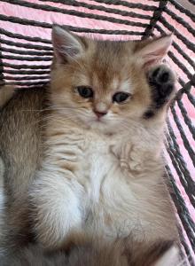 Cinderella - British Shorthair Kitten For Sale - Pendergrass&comma; GA&comma; US