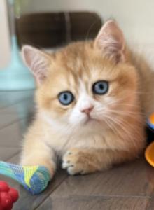 Angus - Scottish Straight Kitten For Sale - Roswell&comma; GA&comma; US