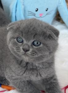 Oreo - Scottish Fold Cat For Sale - Davenport&comma; FL&comma; US