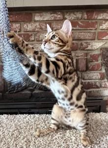 Bengal Kitten - Bengal Kitten For Adoption - Santa Clarita, CA, US Bengal Kitten - Bengal Kitten For Adoption - Santa Clarita, CA, US