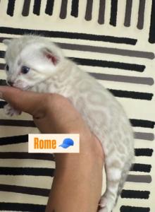 Urban Legends Cattery - Bengal Kitten For Sale - Yuba City&comma; CA&comma; US