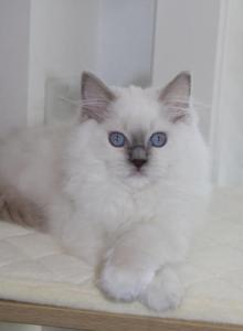 ARIA Blue mitted Female - Ragdoll Kitten For Sale - Chattanooga&comma; TN&comma; US