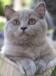 Loki - British Shorthair Kitten For Sale - Vancouver, WA, US Loki - British Shorthair Kitten For Sale - Vancouver, WA, US
