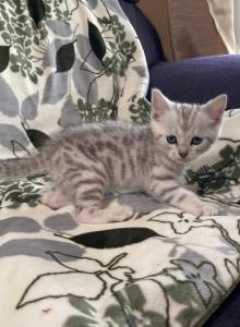 Scottish Bengal cross - Scottish Straight Kitten For Sale - Portland, OR, US Scottish Bengal cross - Scottish Straight Kitten For Sale - Portland, OR, US