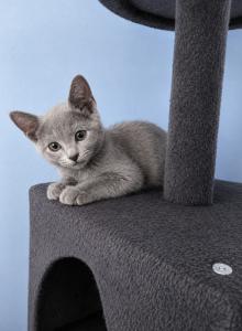 jH2 - Russian Blue Kitten For Sale - Hastings, FL, US jH2 - Russian Blue Kitten For Sale - Hastings, FL, US