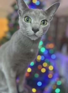 Oliver - Russian Blue Cat For Adoption - Hastings, FL, US Oliver - Russian Blue Cat For Adoption - Hastings, FL, US