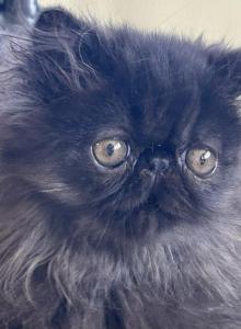 Black boy and girl - Persian Kitten For Sale - Clay, PA, US Black boy and girl - Persian Kitten For Sale - Clay, PA, US