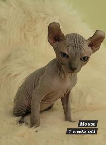 Mouse - Sphynx Kitten For Sale - IL, US Mouse - Sphynx Kitten For Sale - IL, US