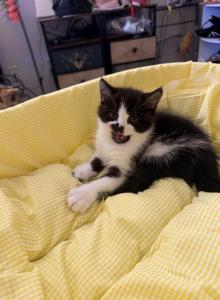 Pepper - Persian Kitten For Sale - Center Groton, CT, US Pepper - Persian Kitten For Sale - Center Groton, CT, US