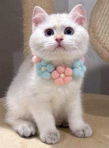 Max - British Shorthair Kitten For Sale - Queens, NY, US Max - British Shorthair Kitten For Sale - Queens, NY, US