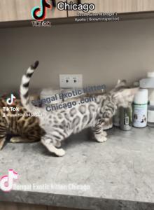 Bengal kitten Male - Bengal Kitten For Sale - Hoffman Est, IL, US Bengal kitten Male - Bengal Kitten For Sale - Hoffman Est, IL, US