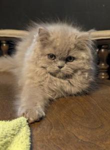 precious pearl - Persian Kitten For Sale - Mora, NM, US precious pearl - Persian Kitten For Sale - Mora, NM, US