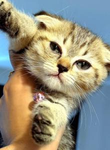 Jimmiee the cutie - Scottish Fold Kitten For Sale - Phila, PA, US Jimmiee the cutie - Scottish Fold Kitten For Sale - Phila, PA, US