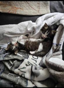 Kittens - Domestic Kitten For Adoption - Mount Holly, NC, US Kittens - Domestic Kitten For Adoption - Mount Holly, NC, US