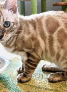Bella - Bengal Kitten For Sale - MO, US Bella - Bengal Kitten For Sale - MO, US