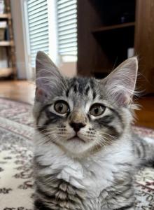 Berry Maine Coon Mix - Maine Coon Kitten For Sale - GA, US Berry Maine Coon Mix - Maine Coon Kitten For Sale - GA, US