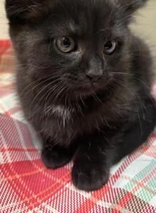 Baby - Scottish Fold Kitten For Sale - Westfield, NY, US Baby - Scottish Fold Kitten For Sale - Westfield, NY, US