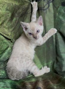 Snow lynx female - Bengal Kitten For Sale - Mills River, NC, US Snow lynx female - Bengal Kitten For Sale - Mills River, NC, US
