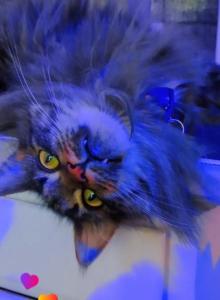 Maine Coon Female - Maine Coon Cat For Sale - Mount Penn, PA, US Maine Coon Female - Maine Coon Cat For Sale - Mount Penn, PA, US