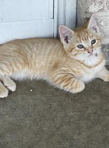Mollys kitties - Domestic Kitten For Sale - Noble, IL, US Mollys kitties - Domestic Kitten For Sale - Noble, IL, US