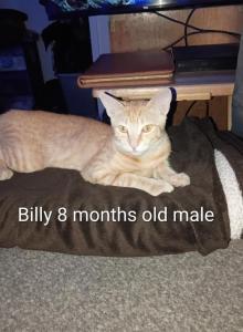 Billy - Domestic Kitten For Adoption - AZ, US Billy - Domestic Kitten For Adoption - AZ, US