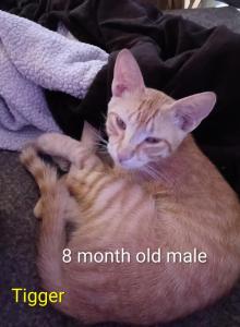 Tigger - American Shorthair Kitten For Adoption - AZ&comma; US