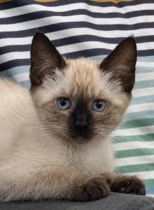 Litter 1 kitten 1 - Siamese Kitten For Sale - Ridgewood, NY, US Litter 1 kitten 1 - Siamese Kitten For Sale - Ridgewood, NY, US