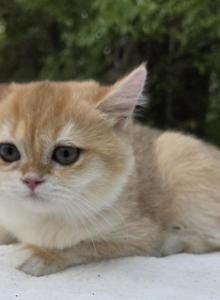 Loki - British Shorthair Kitten For Sale - Quinlan, TX, US Loki - British Shorthair Kitten For Sale - Quinlan, TX, US