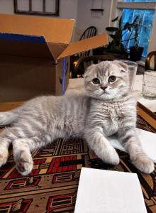 Peach - Scottish Fold Kitten For Sale - New York&comma; NY&comma; US